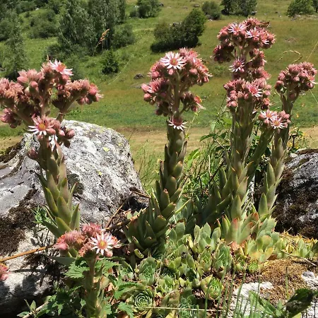 Appartamento Campanule La Plagne