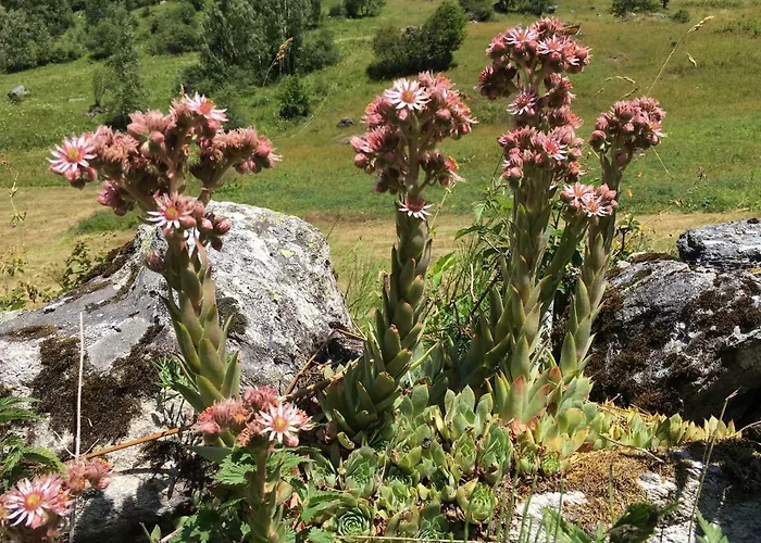 Apartamento Campanule La Plagne